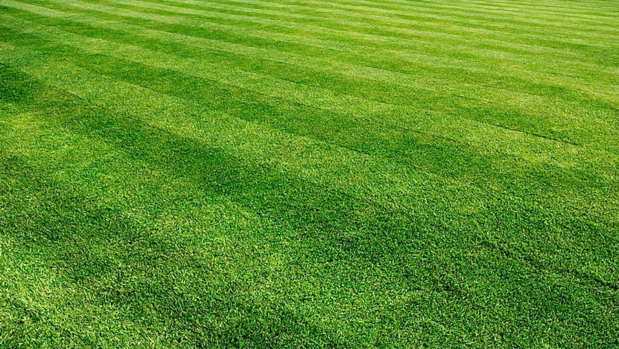 New Lawn & Topsoil